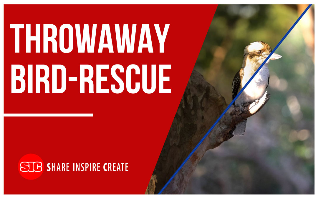 Throwaway Bird-Rescue