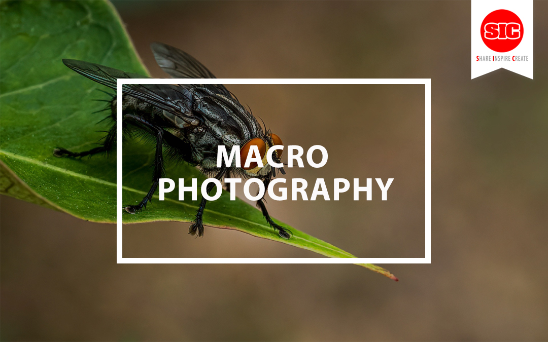 Exploring A Magical World With Macro Photography