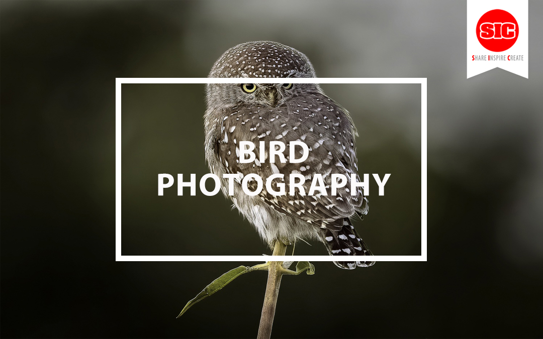 Unveiling the Secret World of Bird Photography